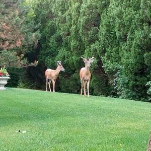 Meet your Posher, Happy